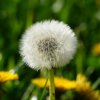 05 a Wanderung zum 1. Mai